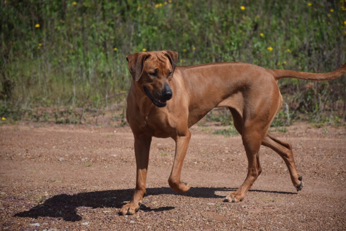 The Rhodesian Ridgeback Breed Standard