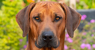 The Algarve Lion Hunters - Breeders of Portuguese Pedigree Rhodesian ...